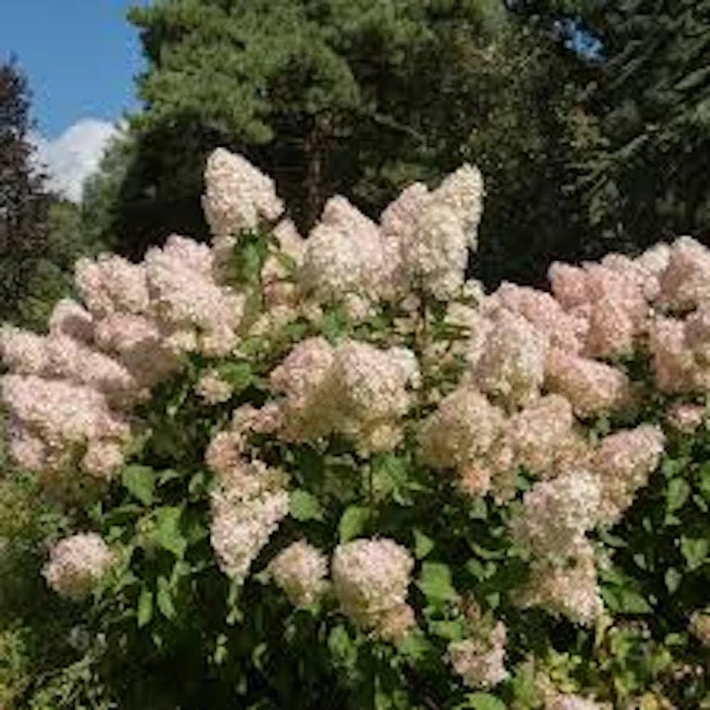 3 Phantom Hydrangea Bare Root Plants - 6-8" Tall - Outdoor Shrub - Image 8