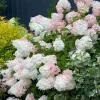 3 Phantom Hydrangea Bare Root Plants - 6-8" Tall - Outdoor Shrub - Image 1