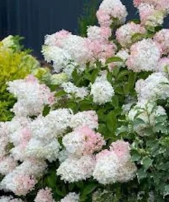 3 Phantom Hydrangea Bare Root Plants - 6-8