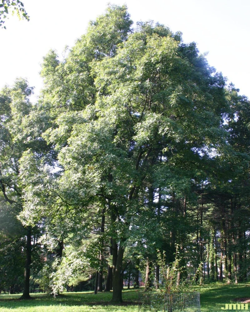 3 Pignut Hickory Live Plant (Carya glabra) - 12-24 inch Starter Tree, Bare Root - Image 3