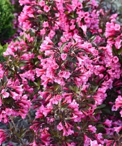 3 Pink Weigela Shrub Live Plant – Weigela florida – Bare Root Starter Plant - Image 4