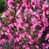 3 Pink Weigela Shrub Live Plant – Weigela florida – Bare Root Starter Plant - Image 1