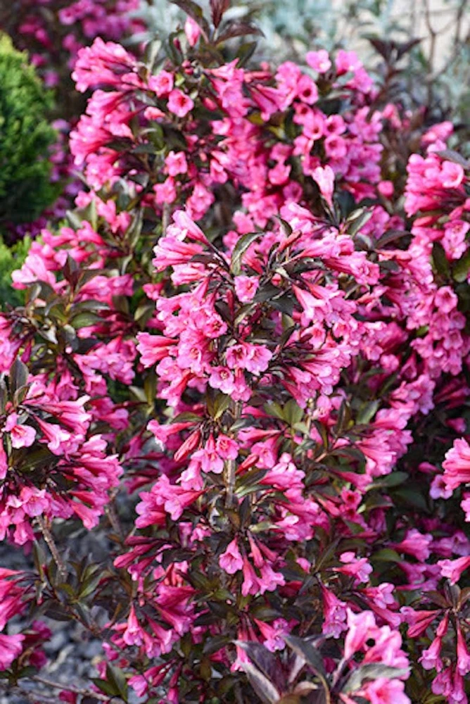 3 Pink Weigela Shrub Live Plant – Weigela florida – Bare Root Starter Plant - Image 1