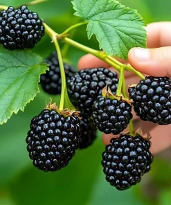 3 Ponca Thornless Blackberry Starter Plug - Rubus fruticosus Live Plant - Image 2
