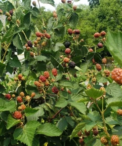 3 Ponca Thornless Blackberry Starter Plug - Rubus fruticosus Live Plant - Image 3