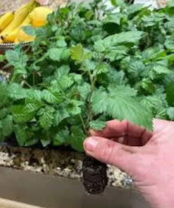 3 Ponca Thornless Blackberry Starter Plug - Rubus fruticosus Live Plant - Image 8