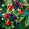 3 Ponca Thornless Blackberry Starter Plug - Rubus fruticosus Live Plant - Image 1