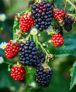 3 Ponca Thornless Blackberry Starter Plug - Rubus fruticosus Live Plant - Image 1