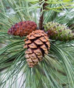3 Ponderosa Pine Tree Starter Bare Root Plants 6-12