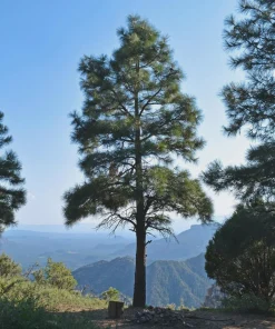 3 Ponderosa Pine Tree Starter Bare Root Plants 6-12