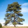 3 Ponderosa Pine Tree Starter Bare Root Plants 6-12" Tall Outdoor - Image 1