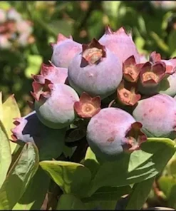 3 Primadonna Blueberry Live Plants – Southern Highbush – Sweet Berries - Image 2