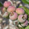 3 Primadonna Blueberry Live Plants – Southern Highbush – Sweet Berries - Image 1
