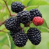 3 Prime Ark Freedom Blackberry Plant Thornless Rubus Bare Root Bush Outdoor - Image 1