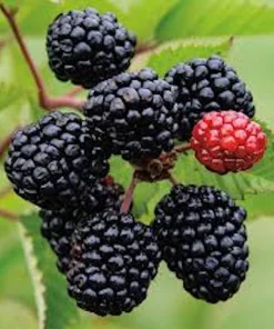 3 Prime Ark Freedom Blackberry Plant Thornless Rubus Bare Root Bush Outdoor - Image 1