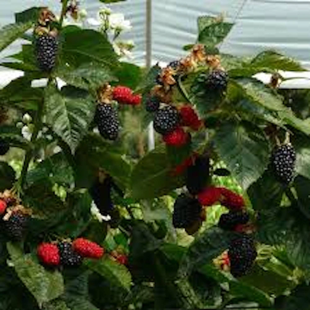 3 Prime Ark Freedom Blackberry Plant Thornless Rubus Bare Root Bush Outdoor - Image 2