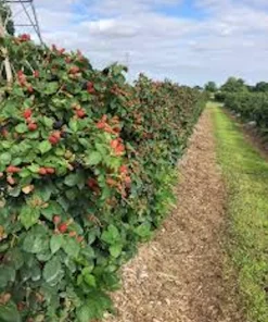 3 Prime Ark Freedom Blackberry Plant Thornless Rubus Bare Root Bush Outdoor - Image 3