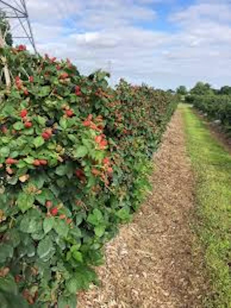 3 Prime Ark Freedom Blackberry Plant Thornless Rubus Bare Root Bush Outdoor - Image 3