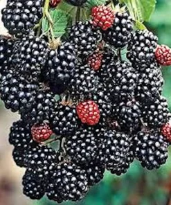 3 Prime Ark Freedom Blackberry Plant Thornless Rubus Bare Root Bush Outdoor - Image 4