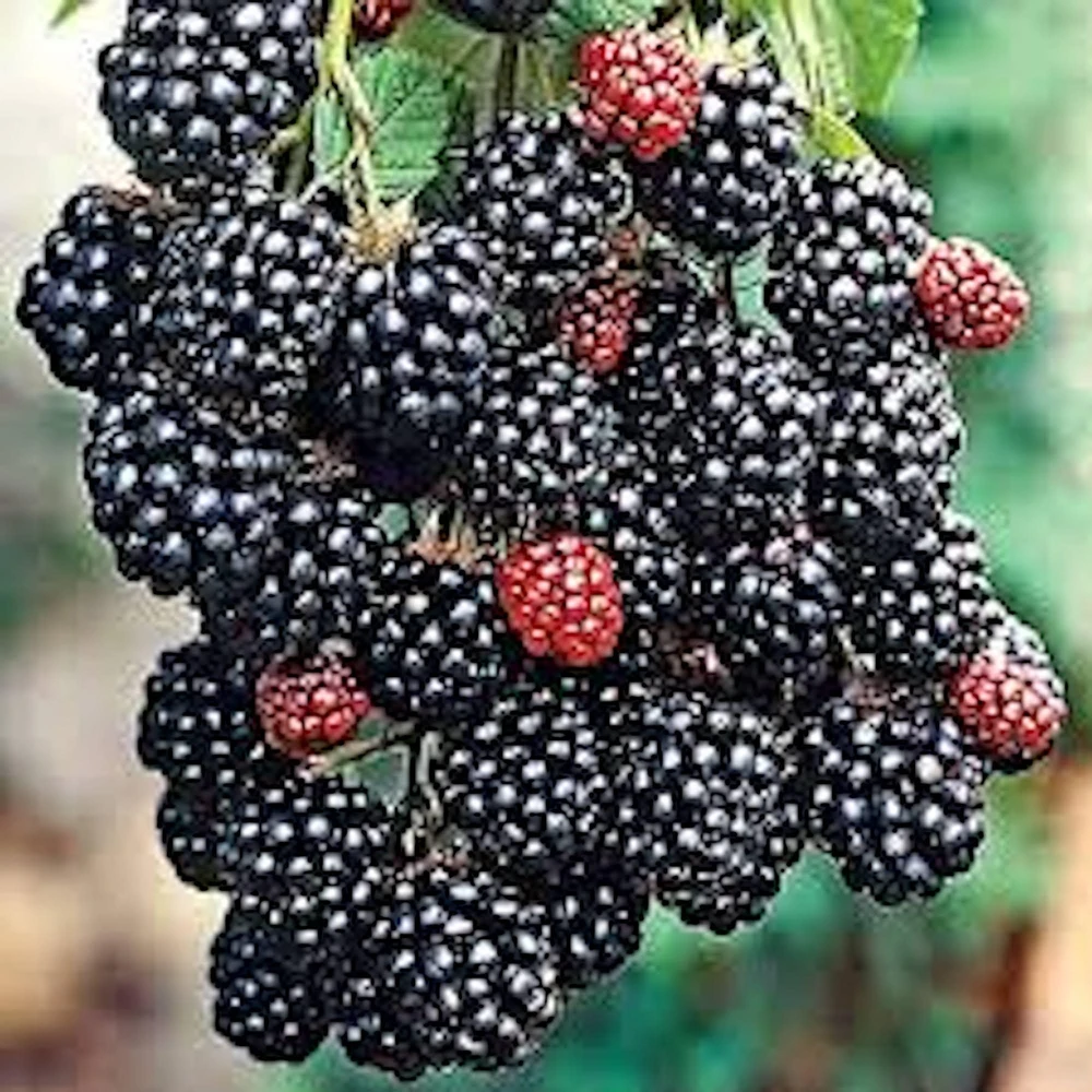 3 Prime Ark Freedom Blackberry Plant Thornless Rubus Bare Root Bush Outdoor - Image 4