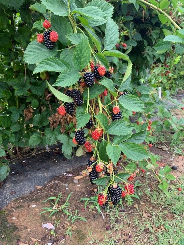 3 Prime Ark Horizon Blackberry Starter Plug - Everbearing Live Plant - Image 7