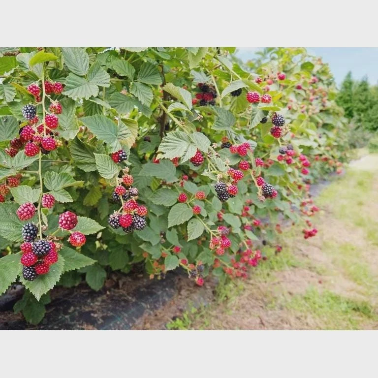 3 Prime Ark Horizon Blackberry Starter Plug - Everbearing Live Plant - Image 8
