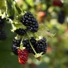 3 Prime Ark Horizon Blackberry Starter Plug - Everbearing Live Plant - Image 1