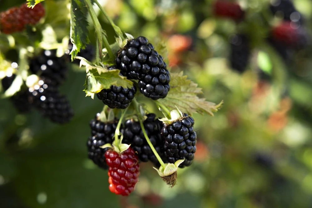 3 Prime Ark Horizon Blackberry Starter Plug - Everbearing Live Plant - Image 1