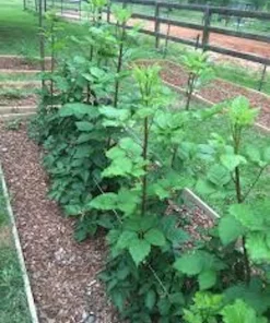 3 Prime Ark Traveler Blackberry Live Plant Plugs - Thornless, Dual Crop - Image 4