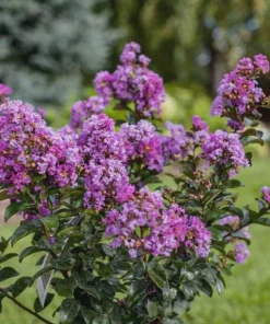 3 Purple Crape Myrtle Live Plants 12-18