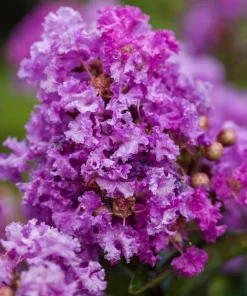 3 Purple Crape Myrtle Live Plants 12-18