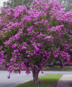 3 Purple Crape Myrtle Live Plants 12-18