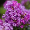 3 Purple Crape Myrtle Live Plants 12-18" Tall Bush Starter Plugs, Quart Pot - Image 1