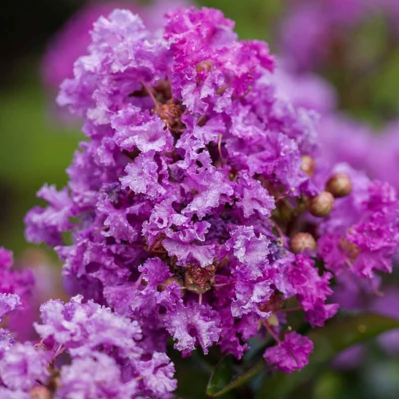 3 Purple Crape Myrtle Live Plants 12-18" Tall Bush Starter Plugs, Quart Pot - Image 1