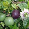 3 Purple Passion Fruit Starter Live Plant - Passiflora Edulis Self-Fertile Vine - Image 1