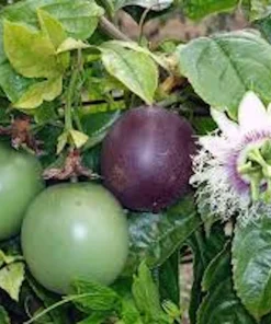 3 Purple Passion Fruit Starter Live Plant - Passiflora Edulis Self-Fertile Vine - Image 1