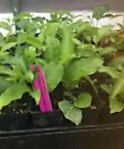 3 Purple Passion Fruit Starter Live Plant - Passiflora Edulis Self-Fertile Vine - Image 3