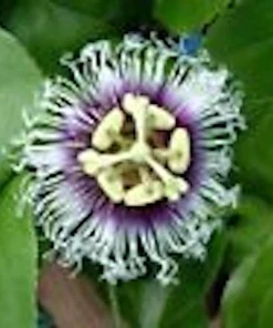 3 Purple Passion Fruit Starter Live Plant - Passiflora Edulis Self-Fertile Vine - Image 4