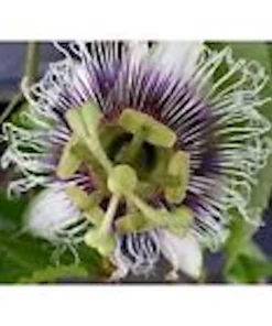 3 Purple Passion Fruit Starter Live Plant - Passiflora Edulis Self-Fertile Vine - Image 5