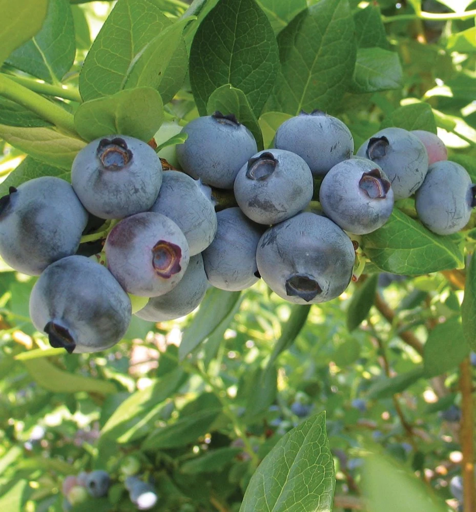 3 Rebel Blueberry Starter Plugs - Vaccinium corymbosum Live Plants, Southern Highbush - Image 1