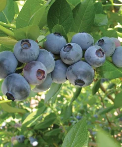 3 Rebel Blueberry Starter Plugs - Vaccinium corymbosum Live Plants, Southern Highbush - Image 5