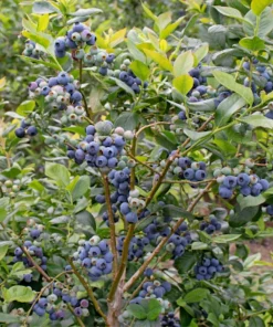 3 Rebel Blueberry Starter Plugs - Vaccinium corymbosum Live Plants, Southern Highbush - Image 8