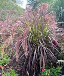 3 Red Fountain Grass Live Plant - Burgundy Ornamental Grass, Bare Root - Image 4