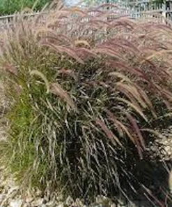 3 Red Fountain Grass Live Plant - Burgundy Ornamental Grass, Bare Root - Image 5