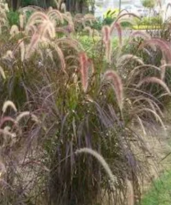 3 Red Fountain Grass Live Plant - Burgundy Ornamental Grass, Bare Root - Image 6