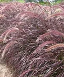 3 Red Fountain Grass Live Plant - Burgundy Ornamental Grass, Bare Root - Image 8