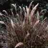 3 Red Fountain Grass Live Plant - Burgundy Ornamental Grass, Bare Root - Image 1
