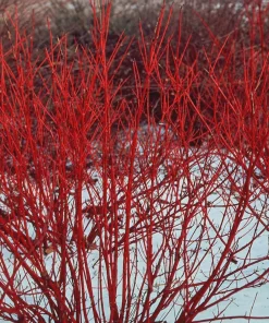 3 Red Osier Dogwood Shrub (Quart Pot) - Live Plant, Vibrant Red Stems, Outdoor - Image 3