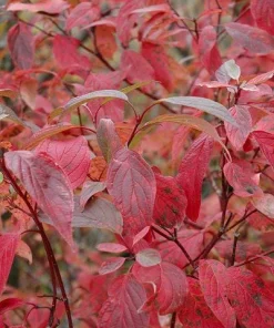 3 Red Osier Dogwood Shrub (Quart Pot) - Live Plant, Vibrant Red Stems, Outdoor - Image 4