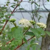 3 Red Osier Dogwood Shrub (Quart Pot) - Live Plant, Vibrant Red Stems, Outdoor - Image 1